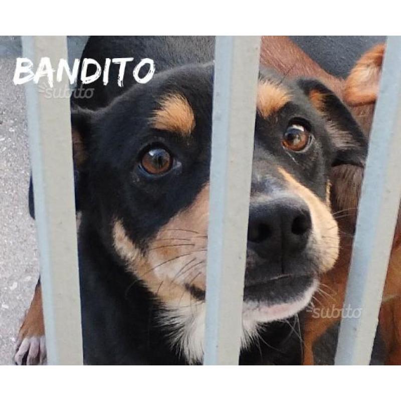 Bandito meno di 15 kg giovane e bello