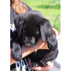 Cuccioli labrador