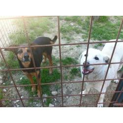 Morellina, cagnolina sognacasa. 10 anni in canile