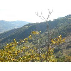 Terreno Agricolo - Guardialfiera