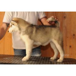 Alaskan malamute cuccioli