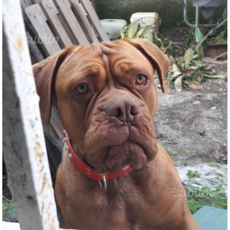 Dogue de bordeaux femmina da adottare