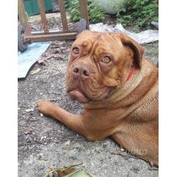 Dogue de bordeaux femmina da adottare