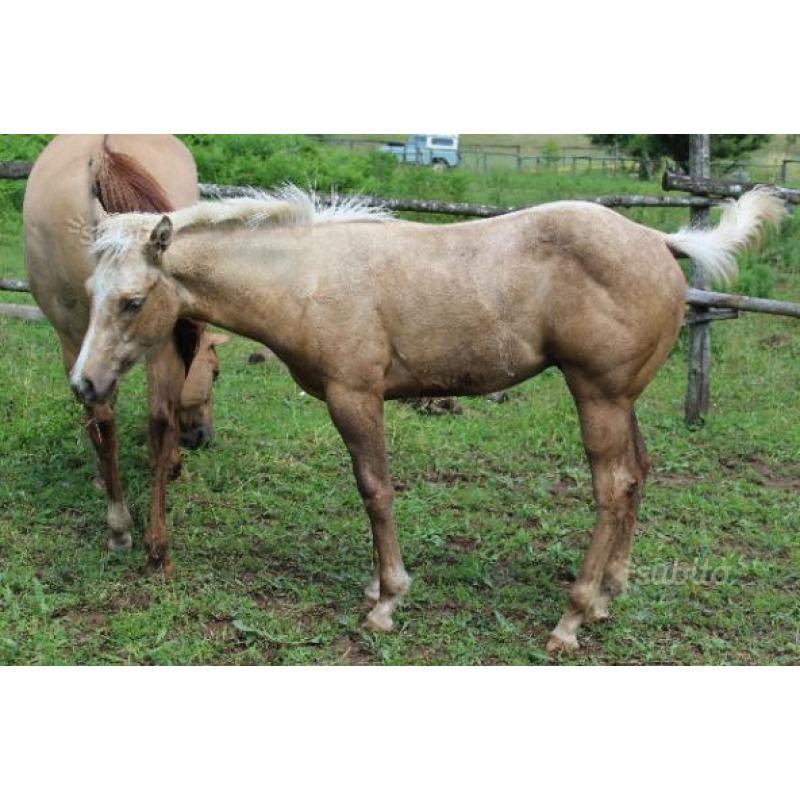 Puledro Quarter Palomino