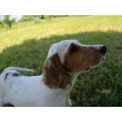 Cuccioli Setter Inglese