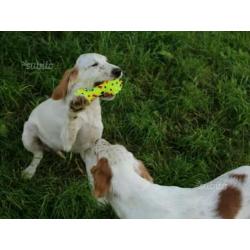 Cuccioli Setter Inglese