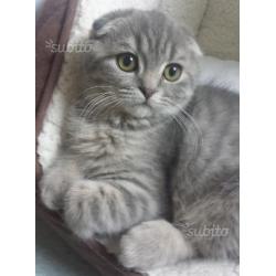 Scottish Fold / British