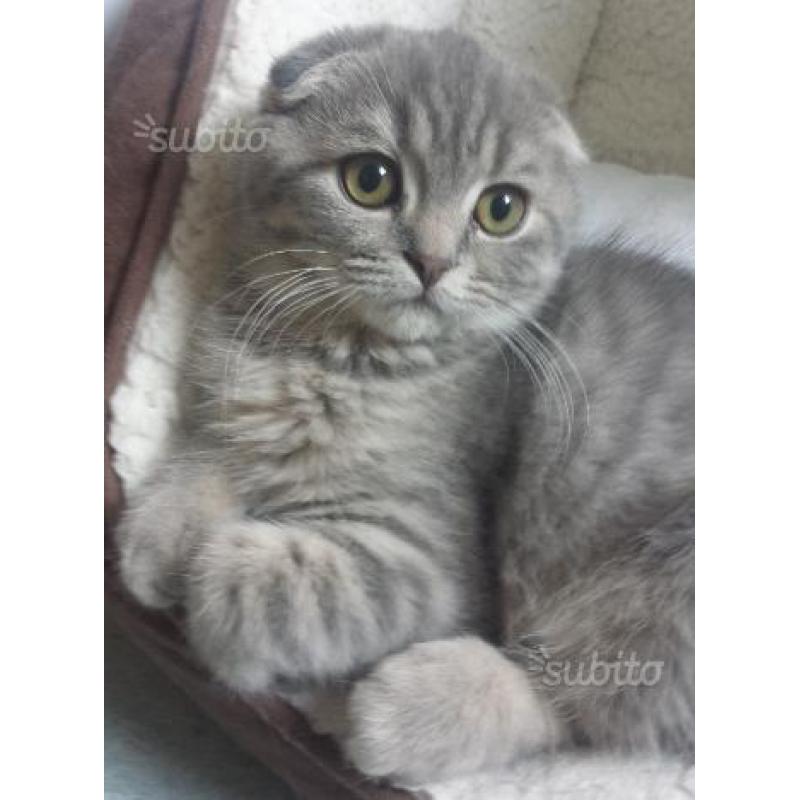 Scottish Fold / British