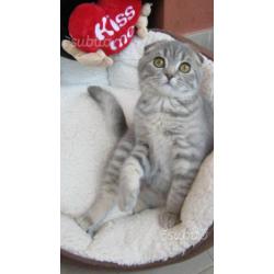 Scottish Fold / British