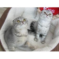 Scottish Fold / British