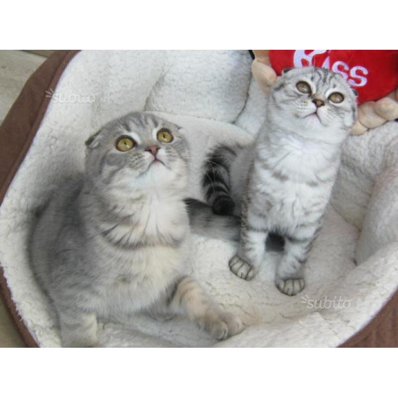 Scottish Fold / British