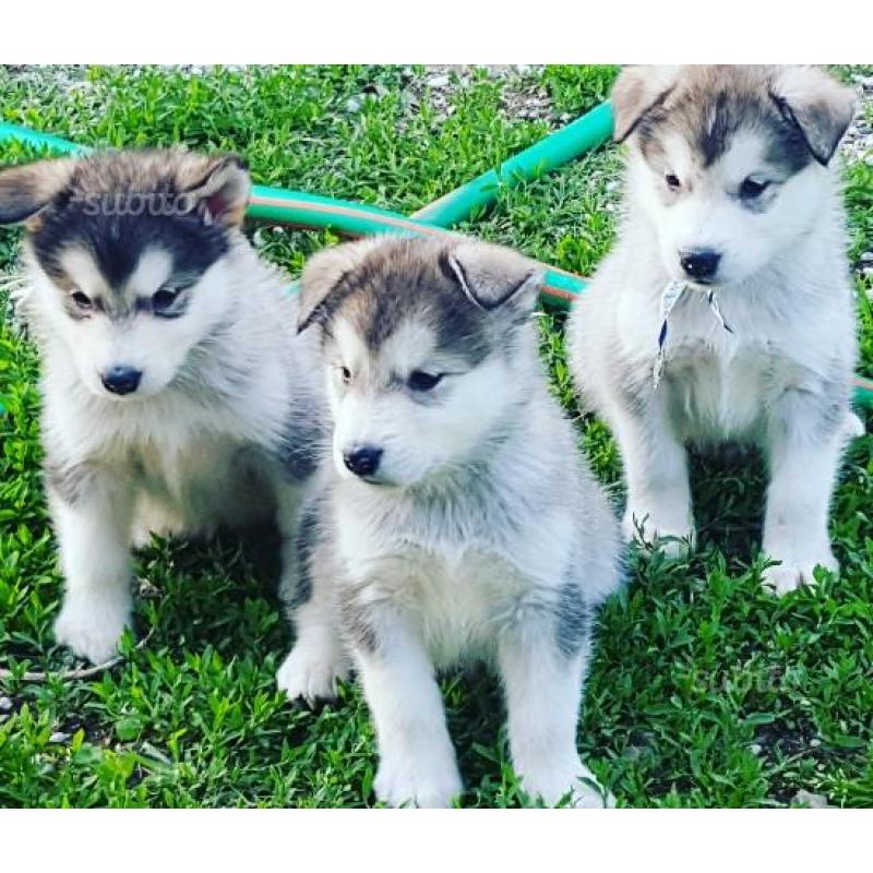 Alaskan Malamute cuccioli