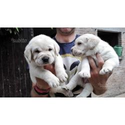 Cuccioli di labrador