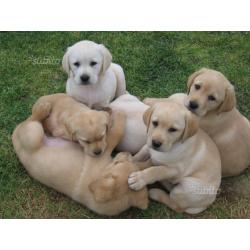 Cuccioli di Labrador puri