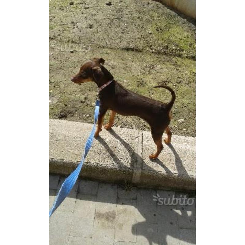 Cucciolo di pinscher