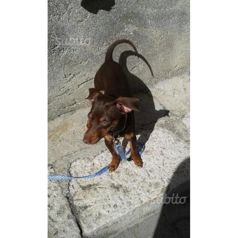 Cucciolo di pinscher