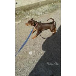 Cucciolo di pinscher