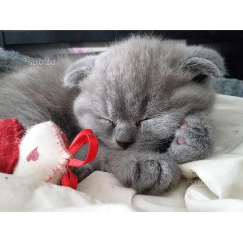 Cucciola scottish fold