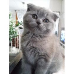 Cucciola scottish fold