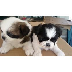 Shih tzu cucciola femmina bianco /nero