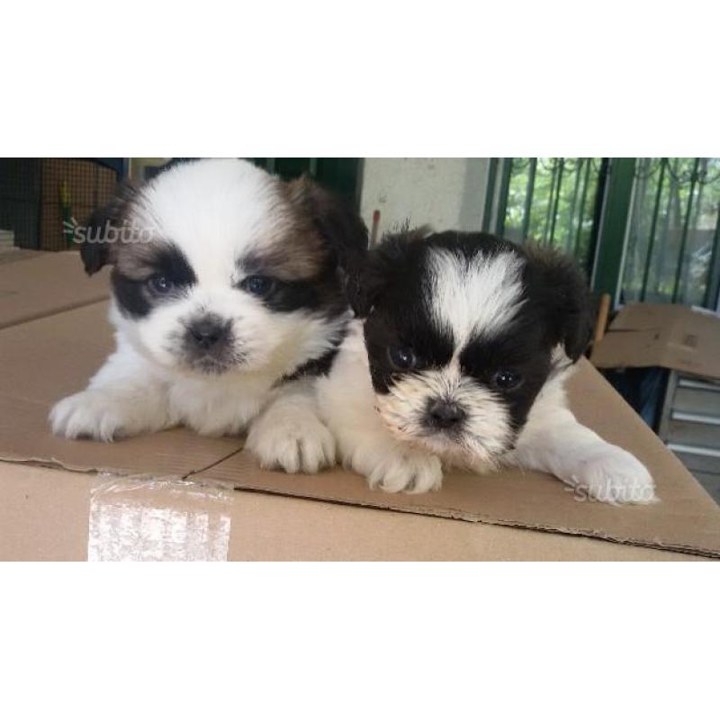 Shih tzu cucciola femmina bianco /nero