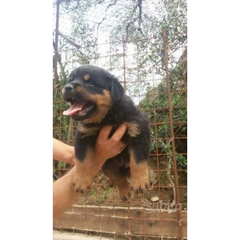 Cuccioli di rottweiler alta genealogia