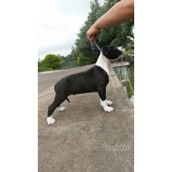 Cucciolo di amstaff