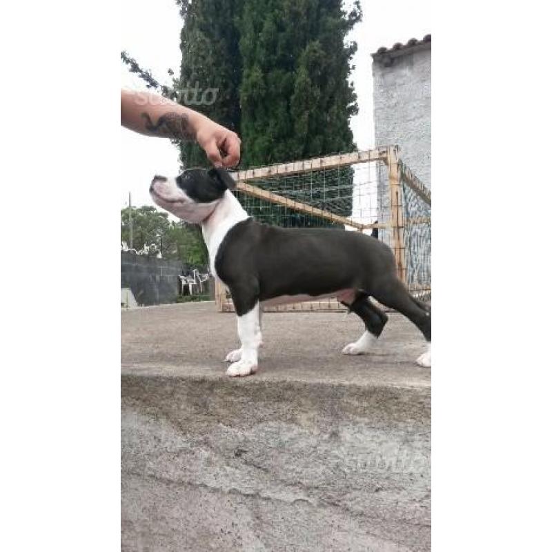 Cucciolo di amstaff