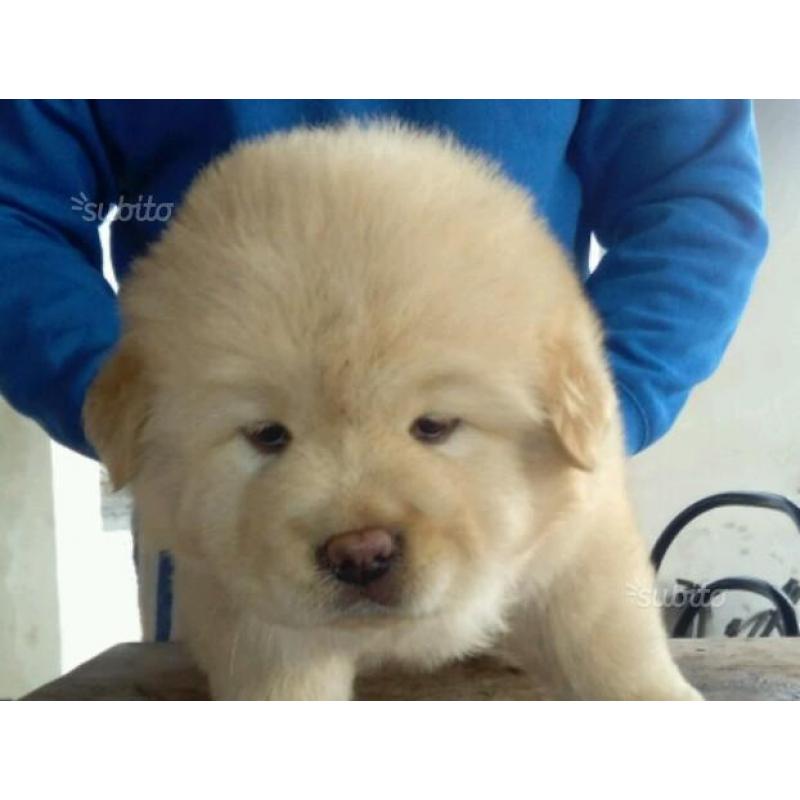 Chow chow