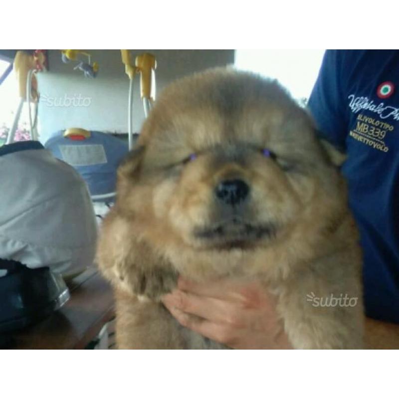 Chow chow