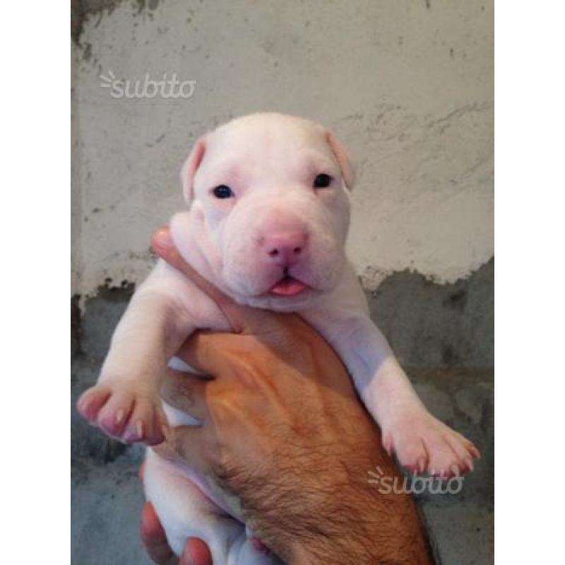 Cuccioli di amstaff