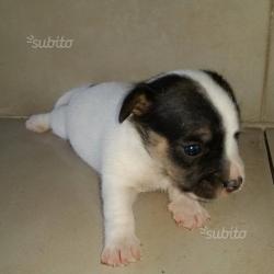 Jack Russell