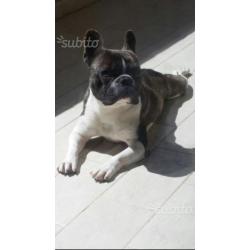 Bulldog Francese