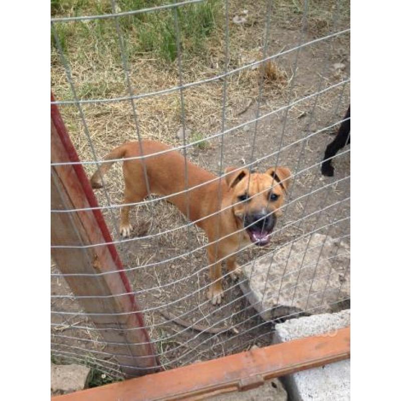 Cucciola amstaff