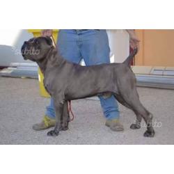 Cane corso