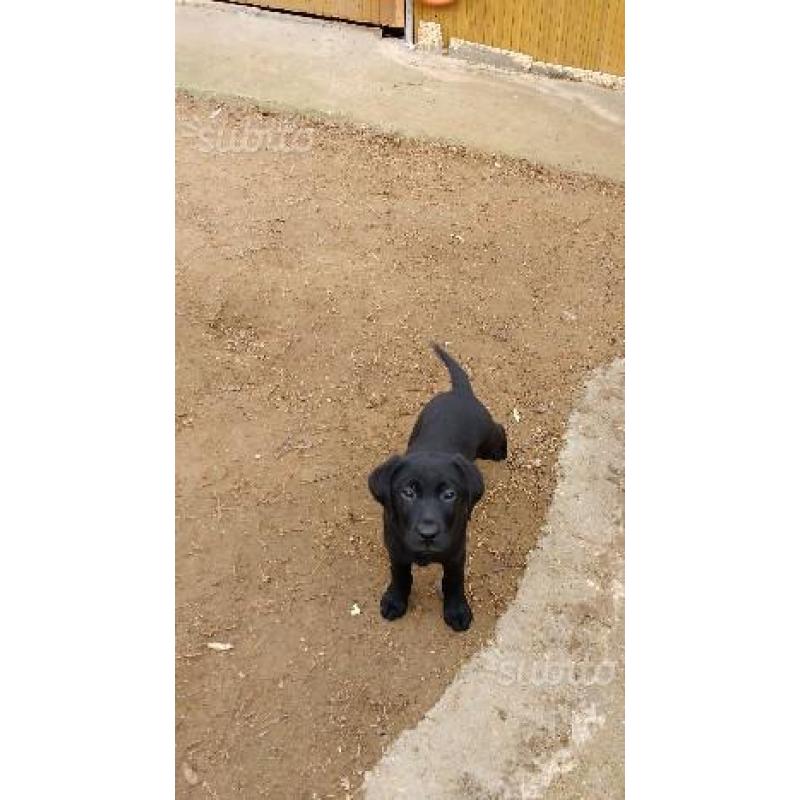 Regalo cuccioli di labrador