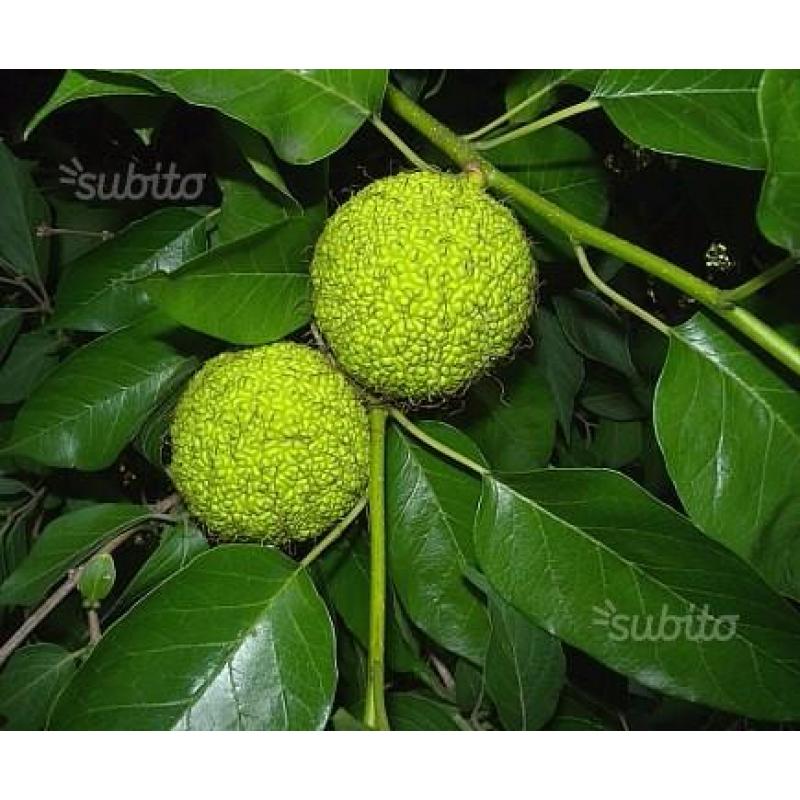 Semi di maclura pomifera