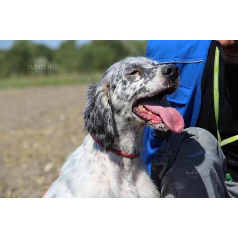 TARO setter inglese di 8 anni