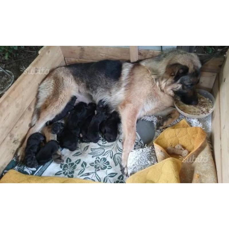 Cuccioli di pastore tedesco