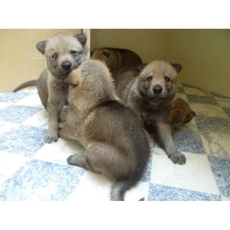 Cuccioli di Cane lupo cecoslovacco