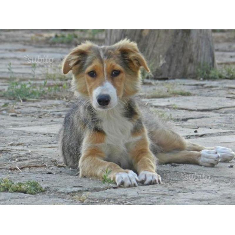 Adozione per cucciola 3 mesi mix Collie