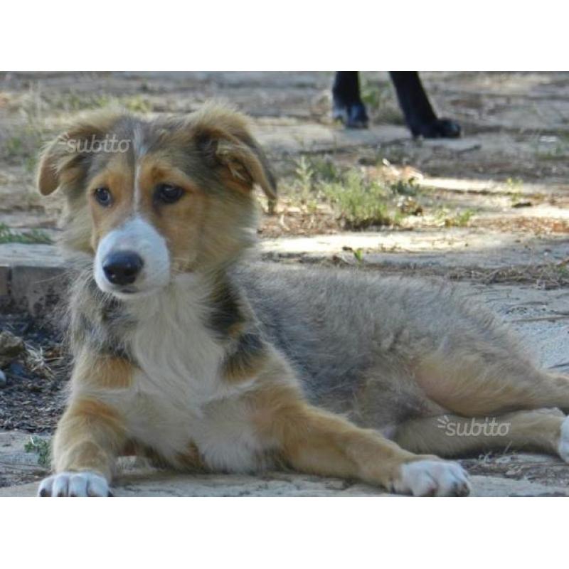 Adozione per cucciola 3 mesi mix Collie