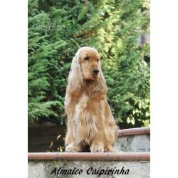 Cocker Spaniel Inglese