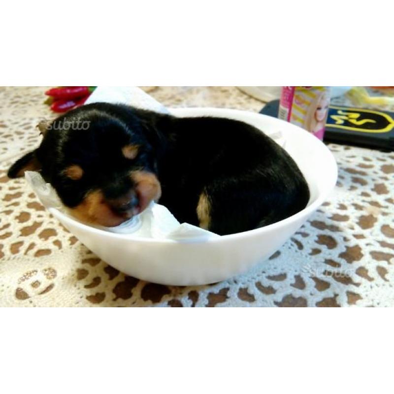 Cuccioli di pinscher toy