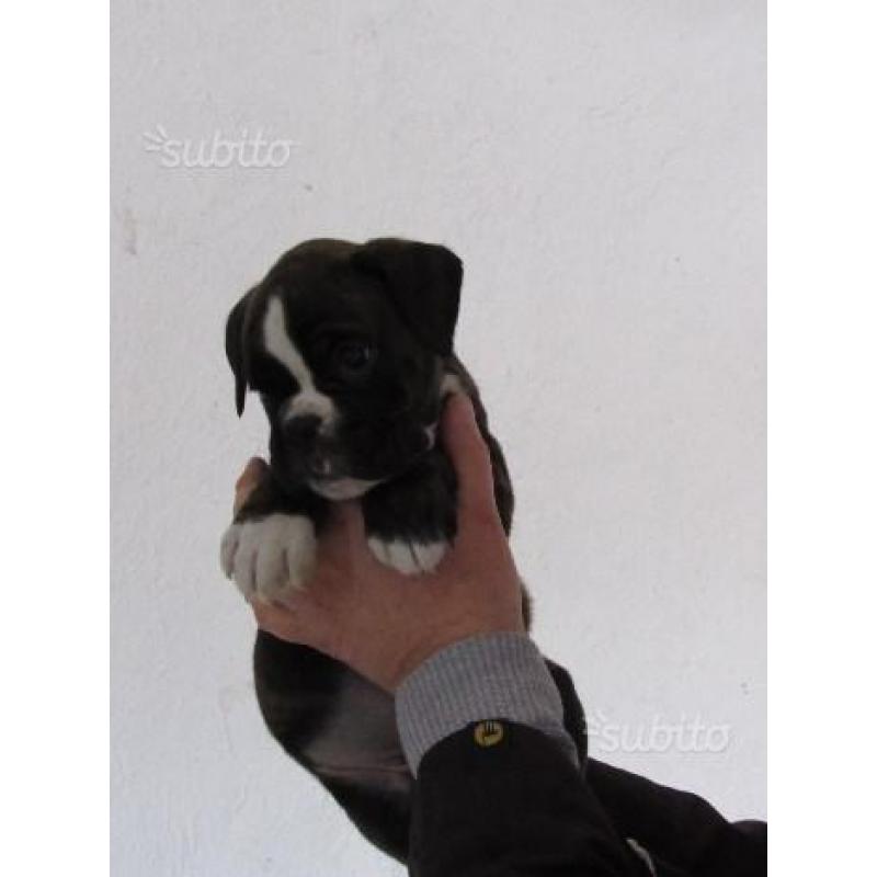 Cuccioli boxer