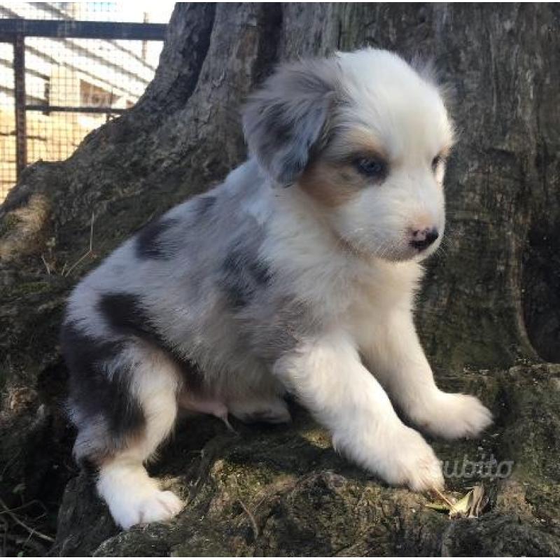 Australian shephard Pastore australiano