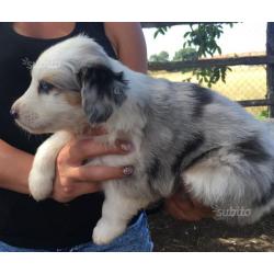 Australian shephard Pastore australiano