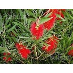 Callistemon laevis