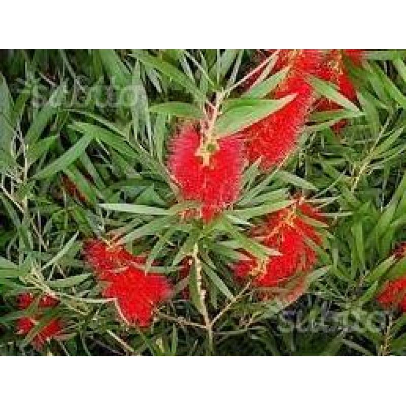 Callistemon laevis