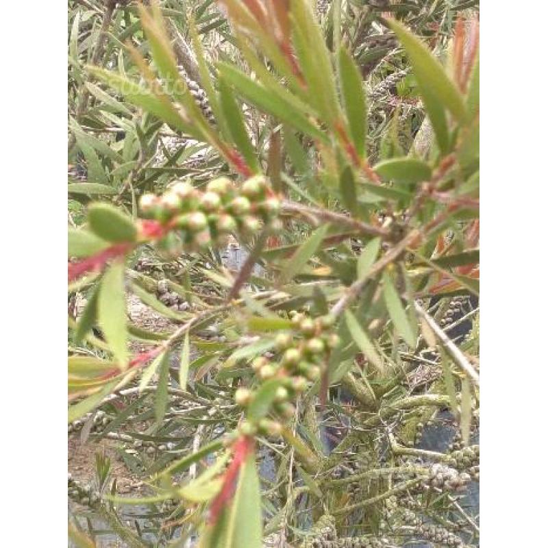 Callistemon laevis